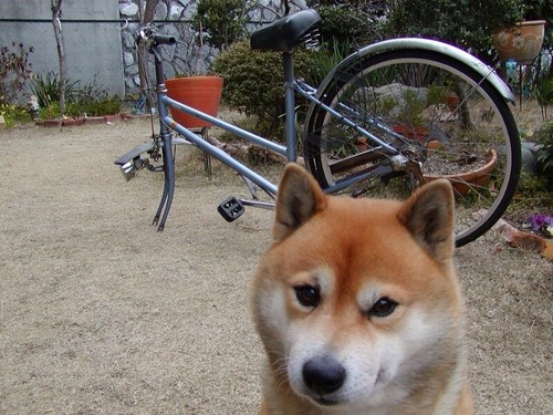 駄犬「ごすじんおさんぽつれてって」_201408090040_4