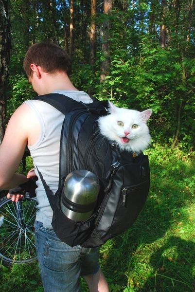 猫の画像７枚目！
