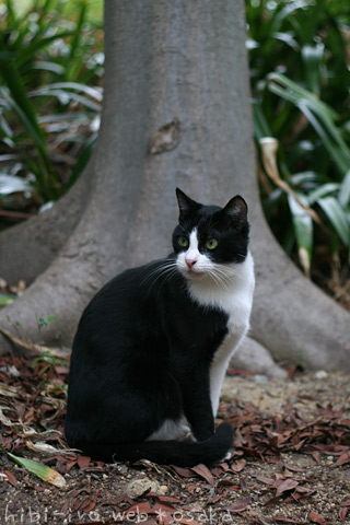 黒猫の最大の魅力の画像２６枚目！