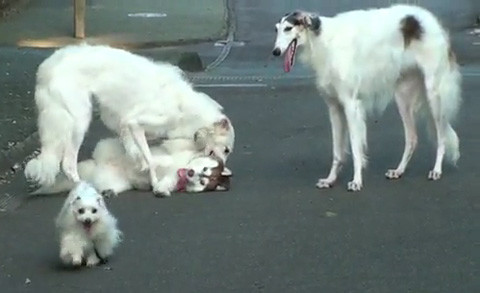 駄犬「ごすずん！さくらがさきはじめた」の画像２４枚目！