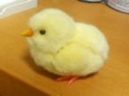 ひよこの画像２９枚目！