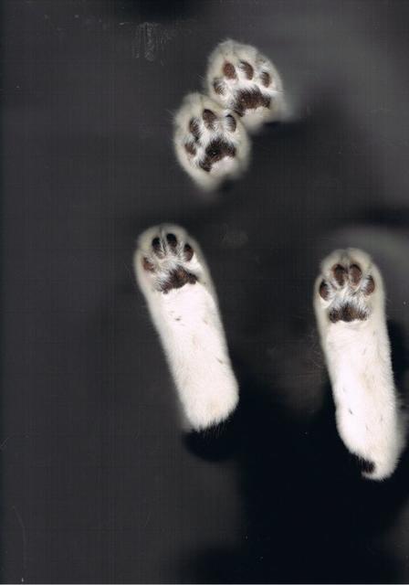 猫の画像２８枚目！