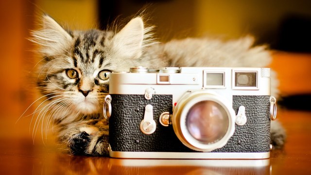 猫のきれいな画像を貼るよーの画像３６３枚目！