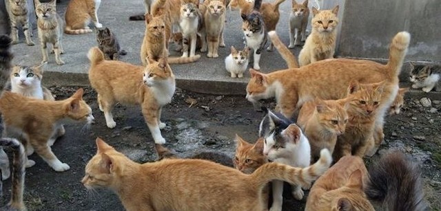 猫って群れる生き物だったっけの画像１２枚目！