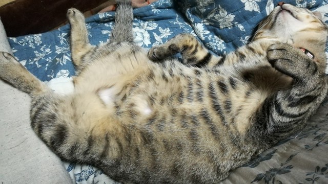 猫の画像２６枚目！