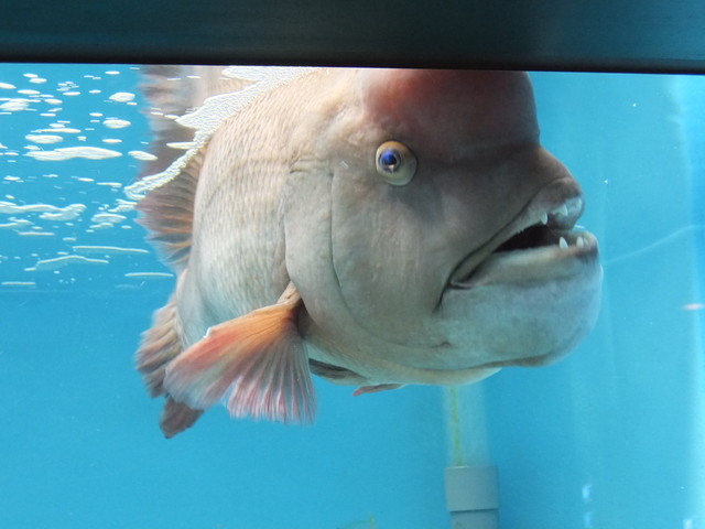 宮島水族館：みやじマリンの画像２８枚目！