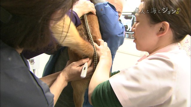駄犬「ごすずん！さくらがさきはじめた」の画像１５枚目！