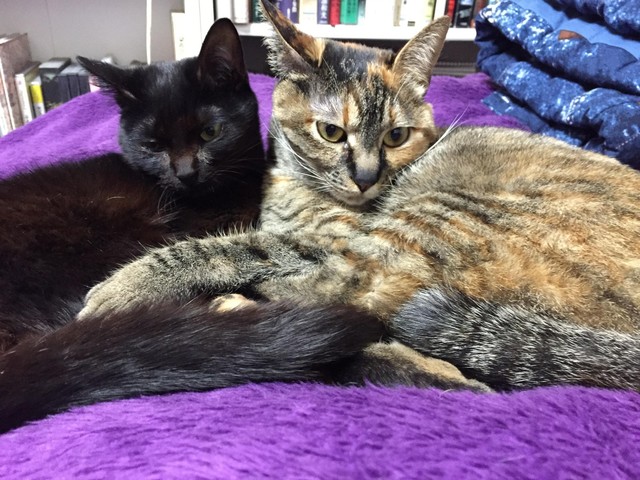 みんなで愛猫の画像貼ろうぜの画像２１枚目！