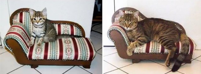 猫の今昔の画像７枚目！