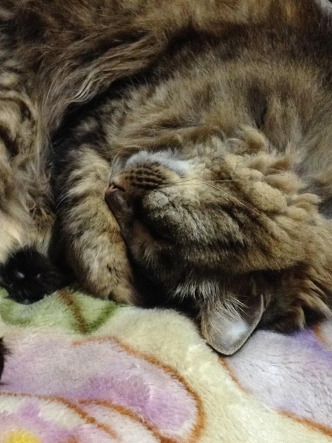 うちのネコの寝顔かわいすぎの画像２０３枚目！