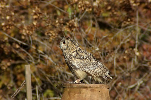え？フクロウって飼えるのの画像_201309080525_23