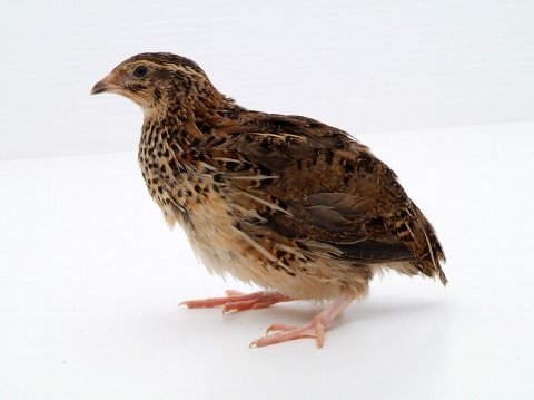 ひよこの画像３３枚目！
