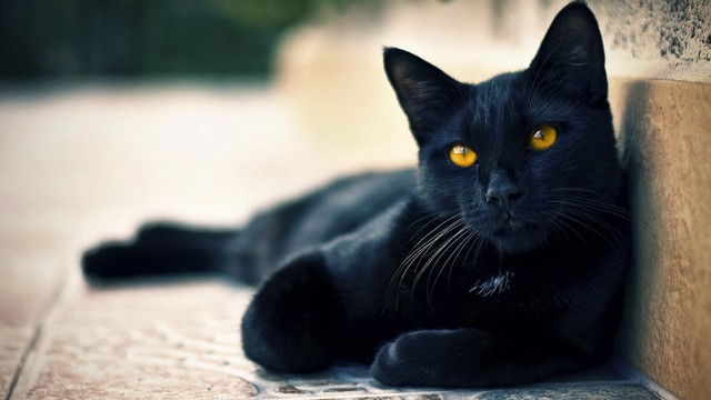 黒猫の最大の魅力の画像３７枚目！