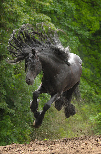 リアル黒王号の画像４枚目！