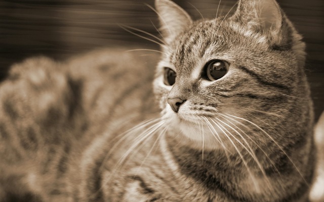 猫のきれいな画像を貼るよーの画像４７７枚目！