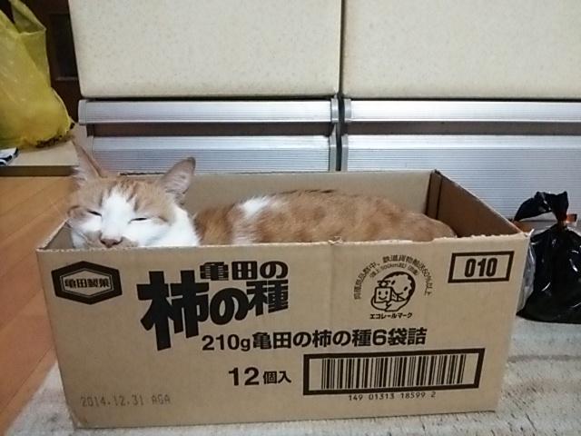 自動猫捕獲器<br />こいつは効くぜの画像３枚目！