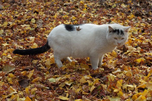 猫のきれいな画像を貼るよーの画像９９７枚目！
