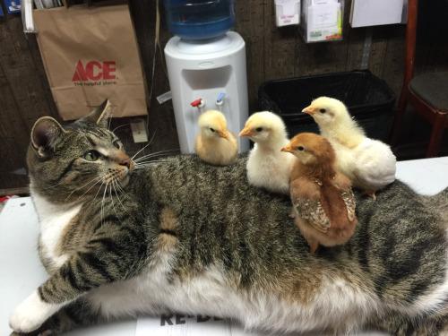 ひよこの画像３２枚目！