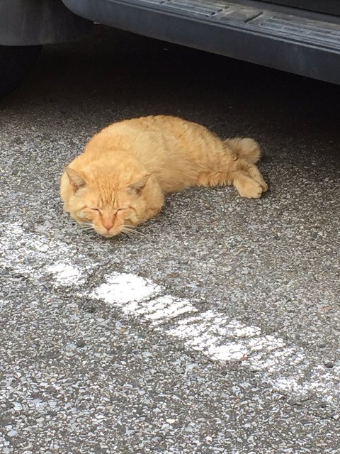 猫の画像１５枚目！