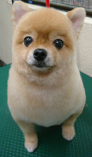 駄犬「ごすじんおさんぽつれてって」_201408090040_19
