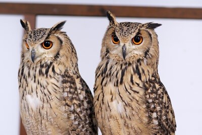 フクロウ欲しいの画像７枚目！