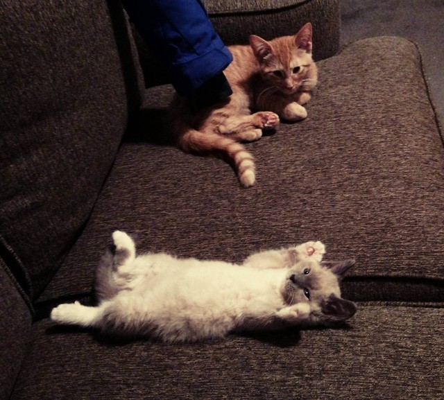 猫画像の時間だァの画像１２７枚目！