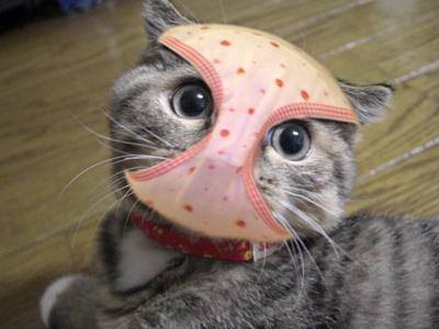 猫の画像１８枚目！