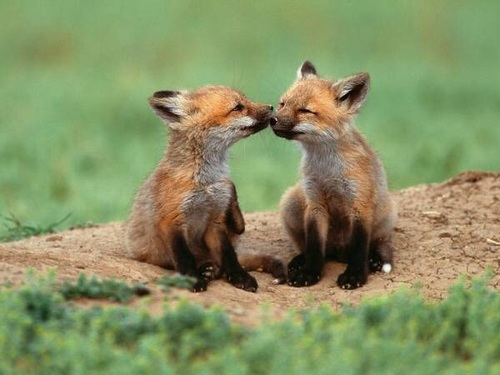 狐の画像が自然に集まるスレの画像_201411240114_50