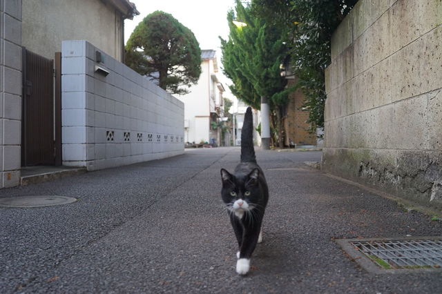 猫の画像２０枚目！