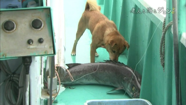 駄犬「ごすずん！さくらがさきはじめた」の画像２５枚目！