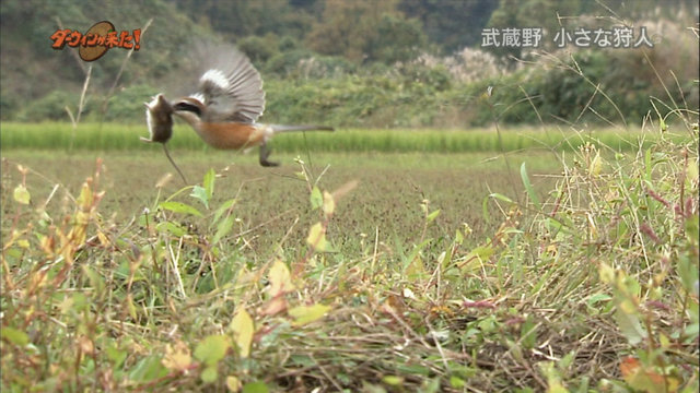 冬の鳥スレ<br />この季節に一度は見る鳥<br />スレ画はハクセキレイの画像１１枚目！
