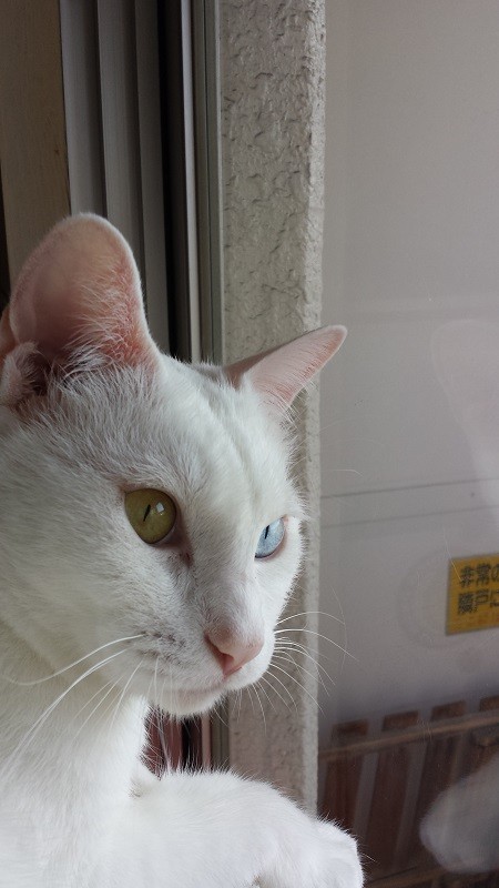 猫の画像４５枚目！