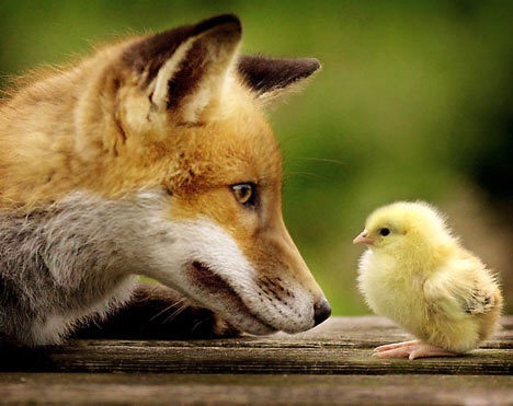狐の画像が自然に集まるスレの画像_201411240114_34