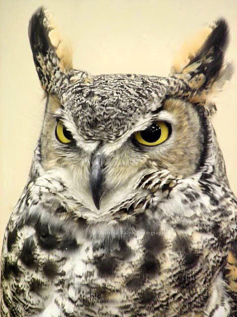 フクロウ欲しいの画像５枚目！
