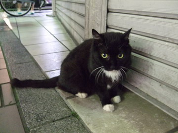 黒猫の最大の魅力の画像２４枚目！