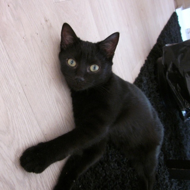 黒猫の画像３１枚目！