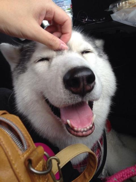 駄犬「ごすずん！さくらがさきはじめた」の画像１４枚目！