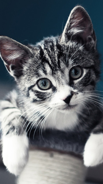 猫のきれいな画像を貼るよーの画像１８６枚目！