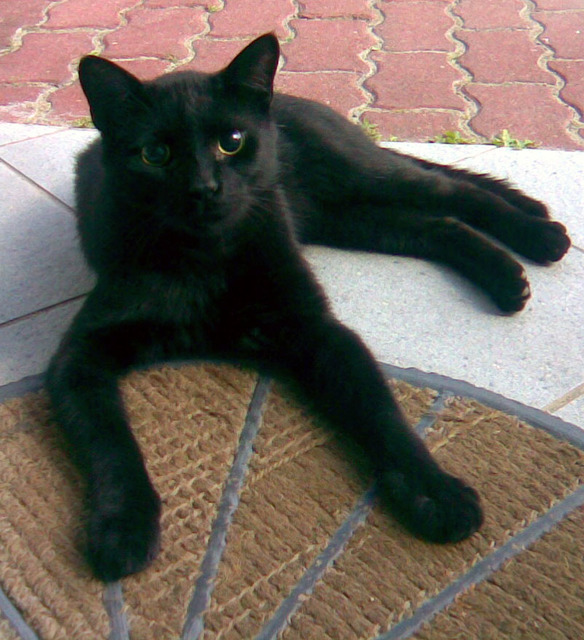 黒猫の画像７枚目！