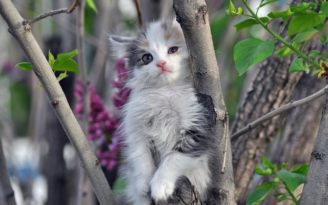 猫のきれいな画像を貼るよーの画像１０７６枚目！