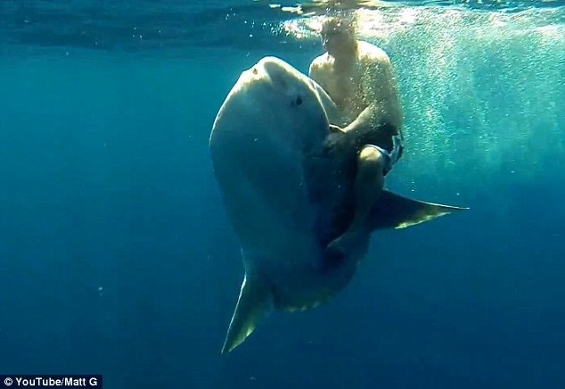マンボウスレつくづく不思議な生き物の画像２枚目！