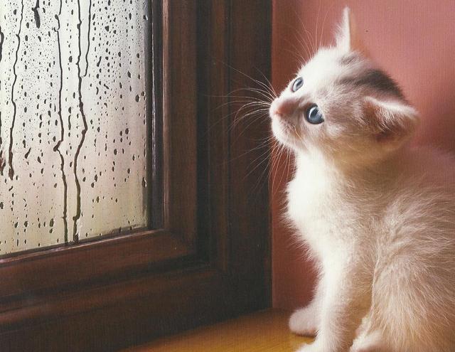 猫のきれいな画像を貼るよーの画像１０４２枚目！