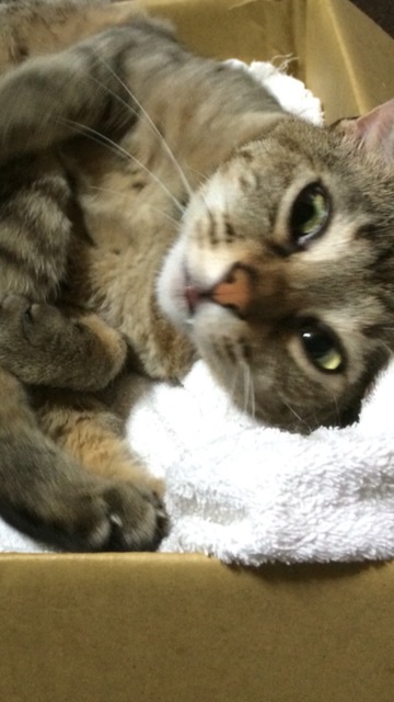 うちのネコの寝顔かわいすぎの画像１８８枚目！