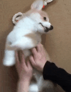 駄犬の画像６枚目！