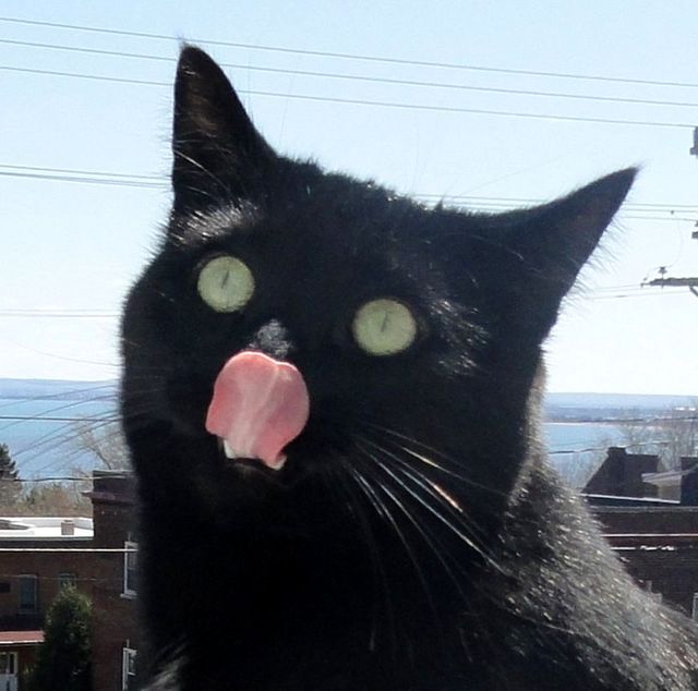 駄犬「ごすずん！さくらがさきはじめた」の画像１０枚目！