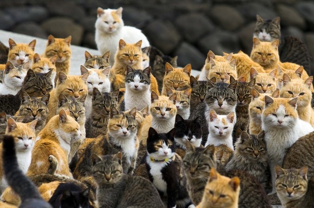 猫の画像３０枚目！