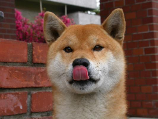 駄犬「ごすずん！さくらがさきはじめた」の画像９枚目！