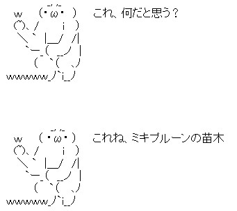 バジル添える1