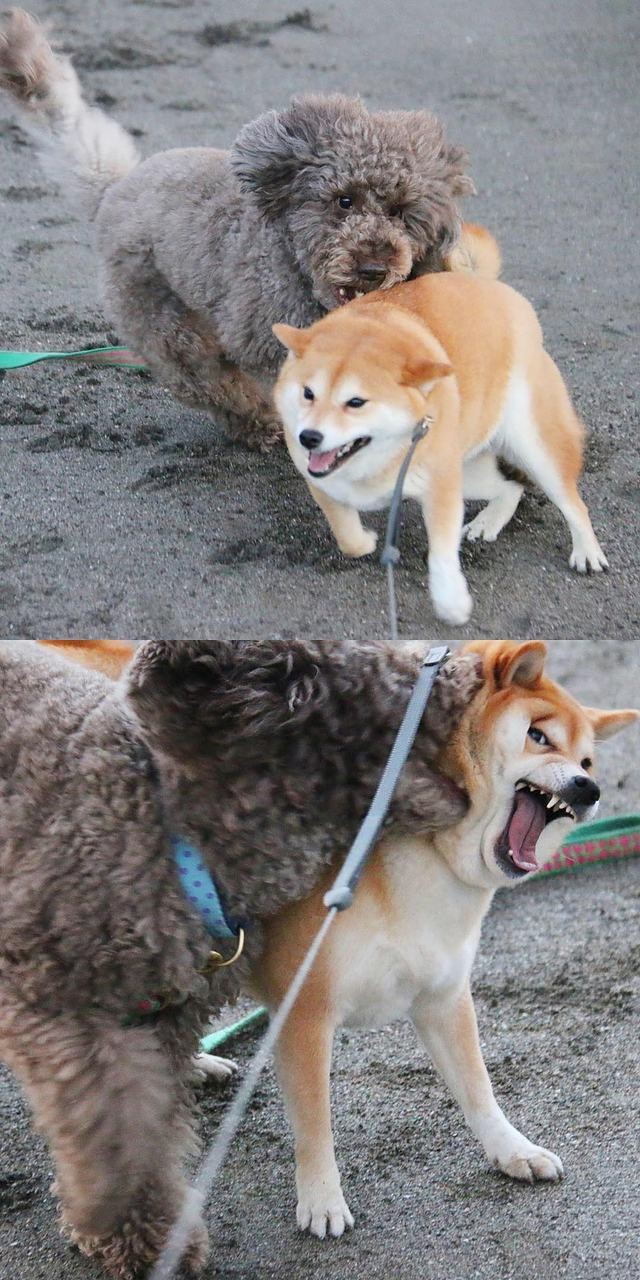 柴犬スレ たぬき顔もきつね顔もかわいい マイルドちゃんねる