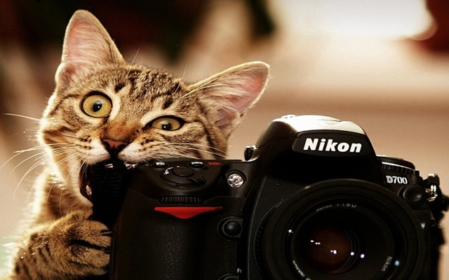 猫のきれいな画像を貼るよーの画像４８１枚目！